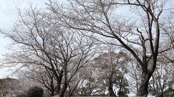 kagoshima-sakura